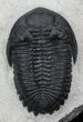 Beautiful Hollardops Trilobite - Great Eyes #29815-5